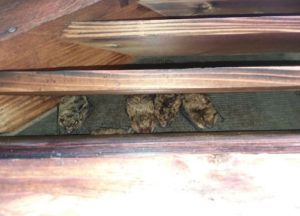 bats in an attic in columbus