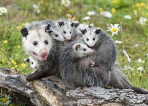 family of opossums in a garden