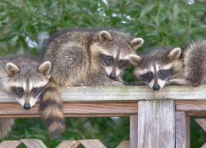 three raccoons in the yard