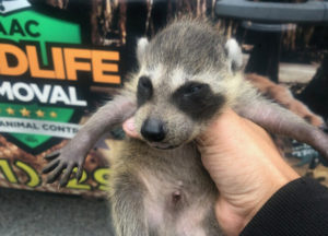 Young raccoon pulled from an attic in Columbus