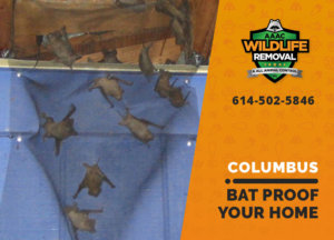 bat proofing my columbus home