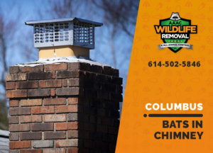 bat in chimney columbus