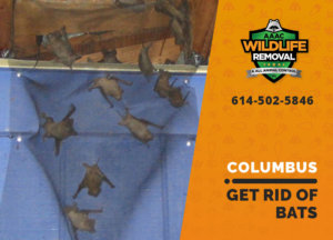 get rid of bats columbus