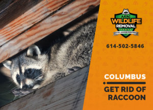 get rid of raccoon columbus