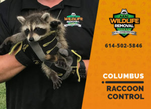 raccoon control columbus