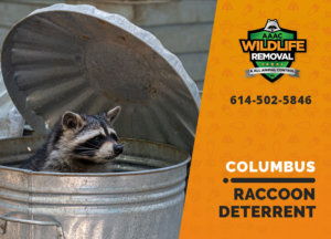 columbus raccoon deterrents