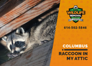 raccoon stuck in attic columbus