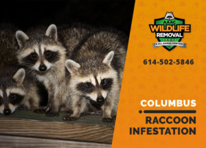 infested by raccoons columbus