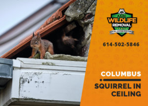 squirrel stuck in ceiling columbus