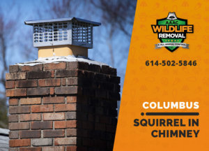 squirrel stuck in chimney columbus