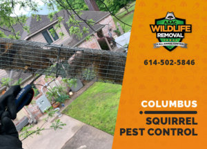 squirrel pest control in columbus