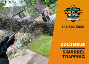 squirrel trapping program columbus