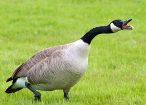 Goose walking in the lawn