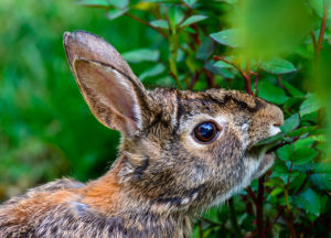 Rabbit chewing on a plant