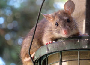 Rat caught in a client's house