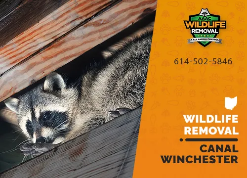 Canal Winchester Wildlife Removal professional removing pest animal