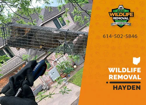 Hayden Wildlife Removal professional removing pest animal