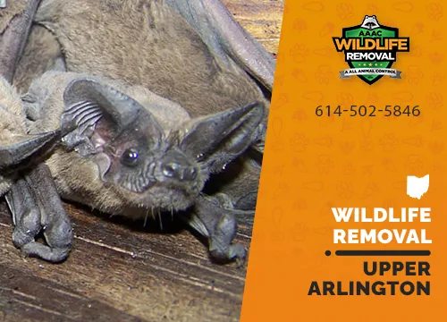 Upper Arlington Wildlife Removal professional removing pest animal