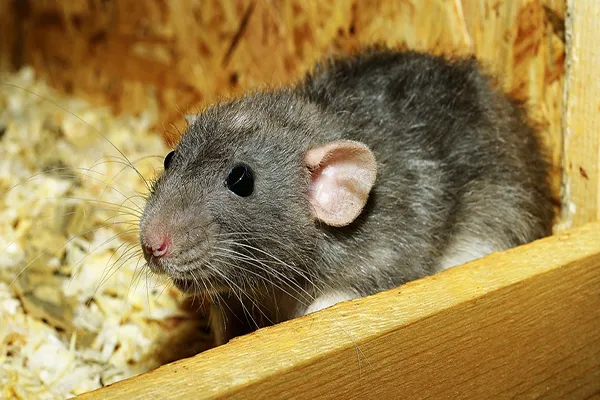 Image of a rat